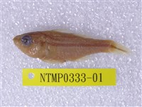 藏品(中線天竺鯛)的圖片